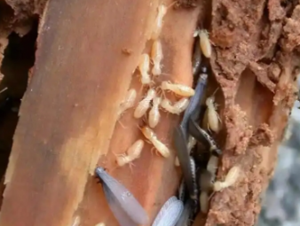 新吴白蚁防治公司分享老旧房屋白蚁高发原因及专项防治方案
